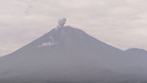 Semeru Concrete Eruption, Highest Eruption Reaches 800 Meters