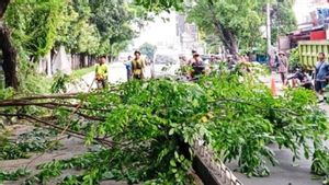 Jakbar Gencar Pangkas Pohon Cegah Tumbang, Dalam 5 Bulan 932 Pohon Diratakan