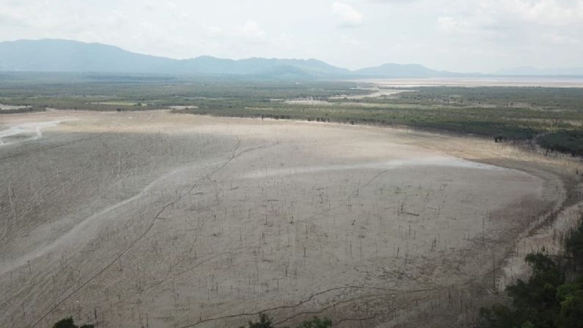 West Kalimantan Sentarum Lake Appears Drying, Residents Have Difficulty in Clean Water