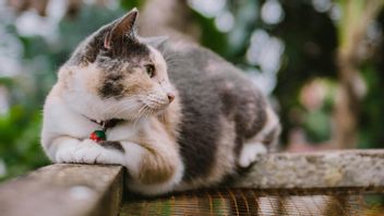 Police Investigate Cat Death Allegedly Kicked at Kridosono Square Blora