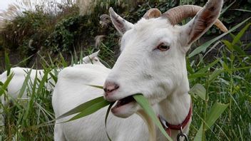 Tak Sengaja Potong Kabel di Atas Pohon, Pencari Pakan Kambing Tewas Kesetrum 