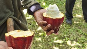 Industri Kakao Keluhkan Bunga Kredit Tinggi di Tengah Penempatan Dana Rp276 Triliun ke Perbankan