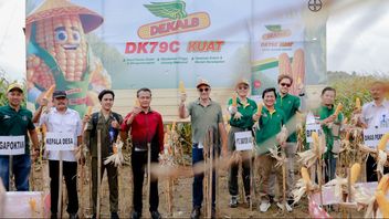 Renforcer la sécurité alimentaire, Bayer soutient les agriculteurs de Java Centre pour augmenter les rendements du maïs