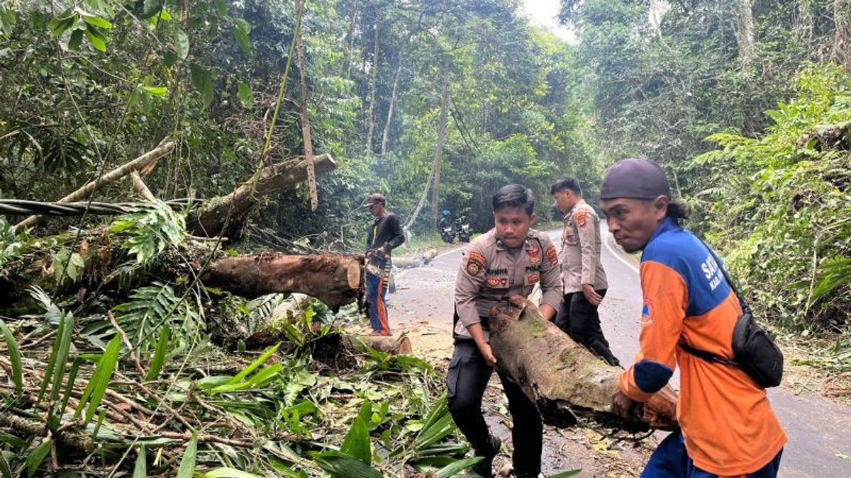 Angin Kencang Tumbangkan Pohon di Jalan Lampung Selatan-Bengkulu, Petugas Evakuasi Hindari Kemacetan