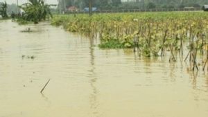 Pemkab Bekasi Siapkan Ganti Rugi Areal Sawah Terdampak Banjir