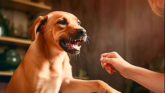 狂犬病に対して、予防接種と早期治療は、より広いコミュニティに教育される必要があります