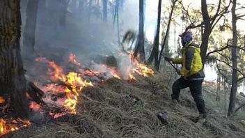 Nagekeo Ntt摄政政府希望禁止燃烧森林的土著狩猎活动