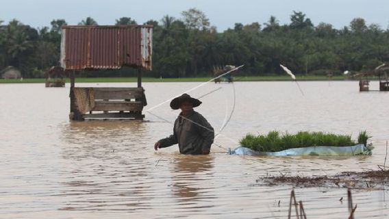 洪水の影響を受けたアチェ州の農家稲地6,265ヘクタール
