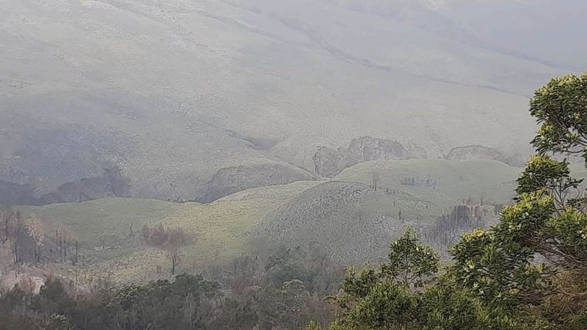 Savana di Taman Nasional Bromo Tengger Semeru Kembali Menghijau Pascakebakaran