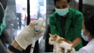 Bupati Larang Anjing, Kucing dan Kera Masuk Kabupaten TTU Imbas 122 Warga TSS Terinfeksi Rabies