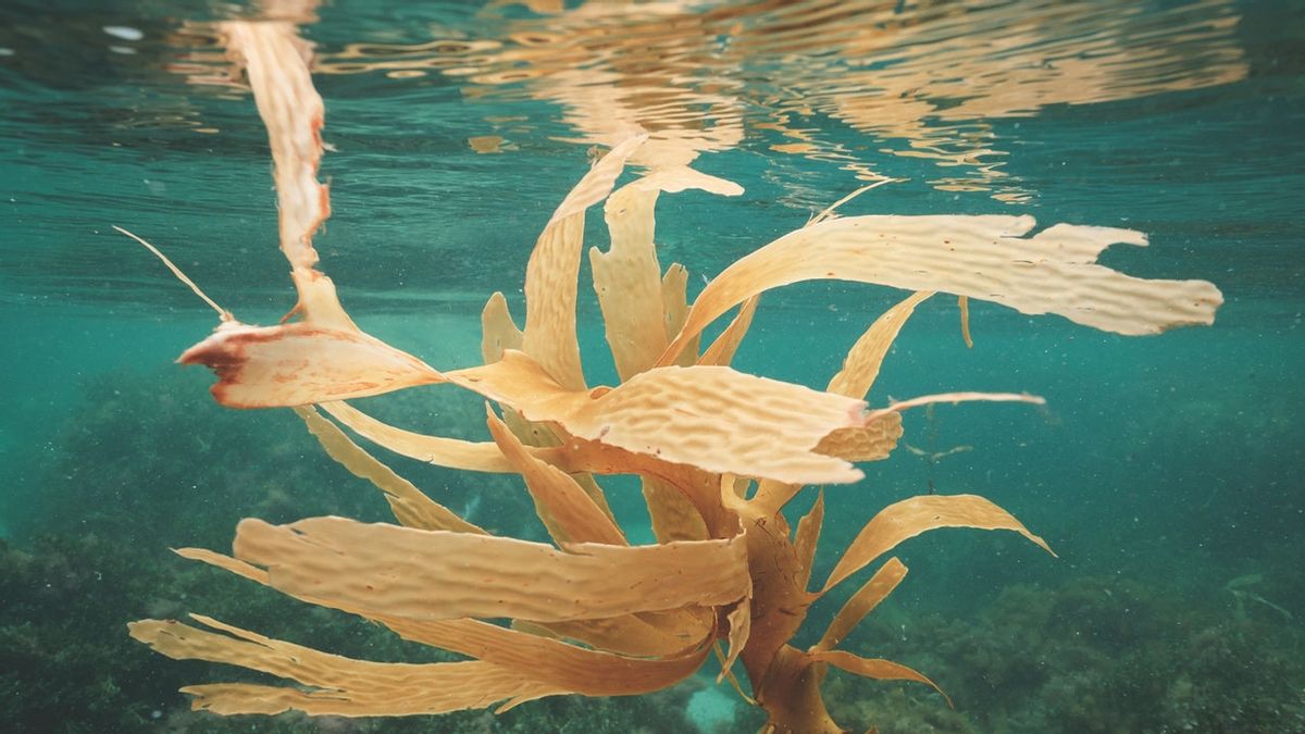 5 Khasiat Rumput Laut untuk Kecantikan Wajah