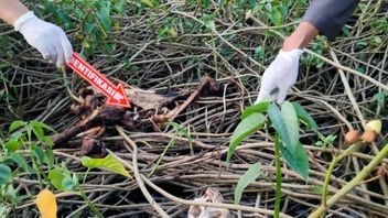 Human Skull Found In Kudus Bulungcangkring, Kudus Police Try To Reveal Its Identity