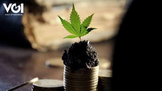 Profits And Benefits Of Cannabis