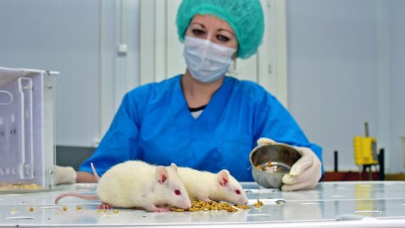 Switzerland Will Ban Animals To Be Research Objects: Pharmaceutical Companies Scream, Researchers Have No Alternative