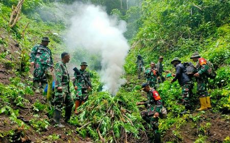 Dua Hektare Ladang Ganja Ditemukan Kodim Pidie di Pegunungan Tangse, Aceh