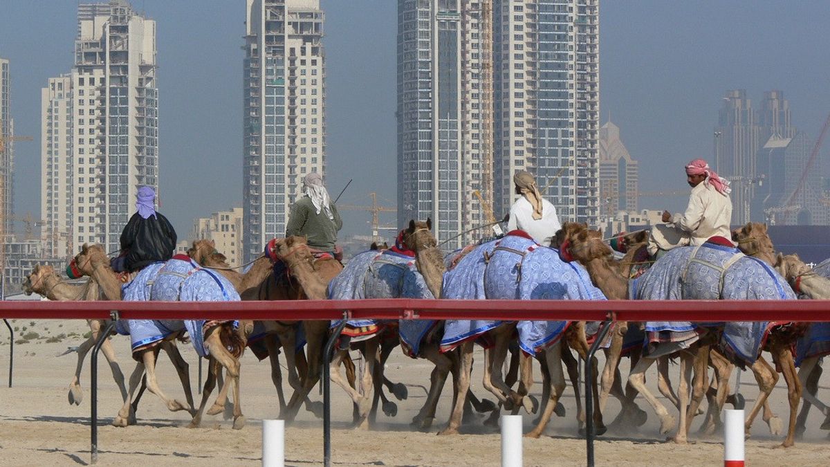 アラブ首長国連邦のラクダレースは、単なるお金以上に砂漠の文化的伝統を復活させる