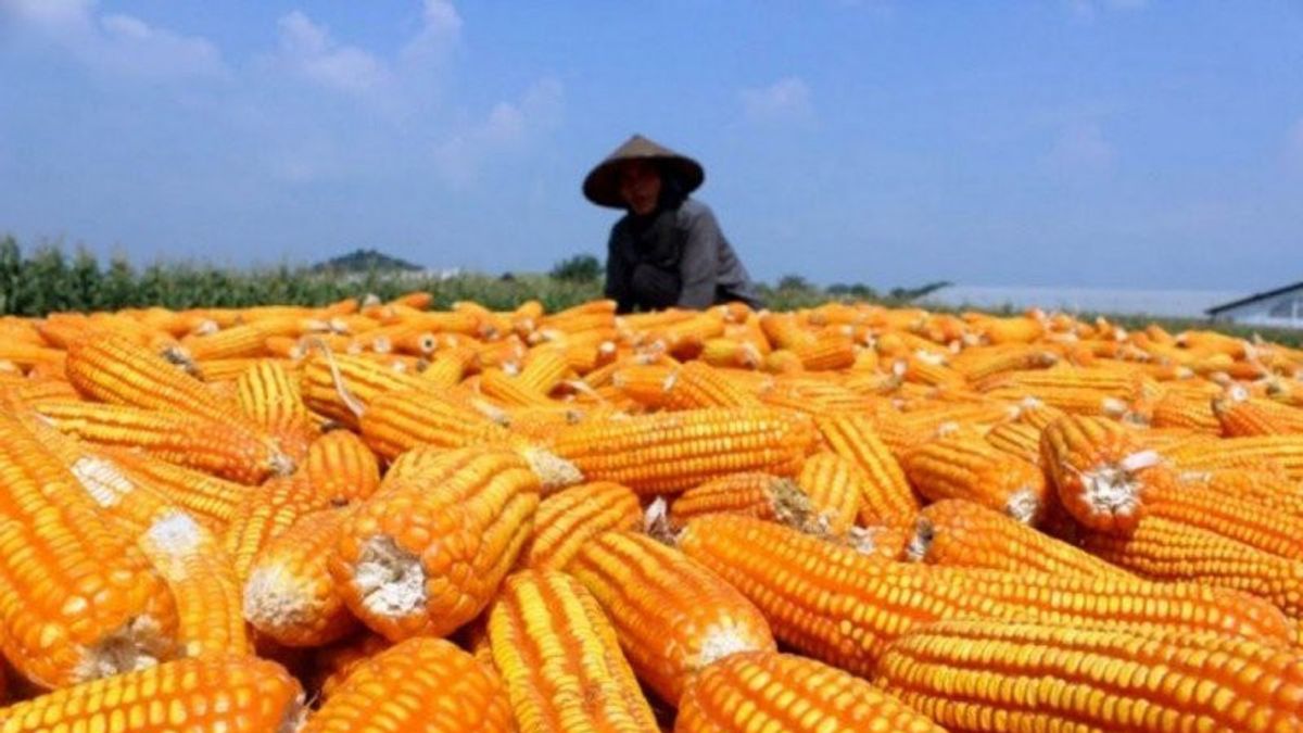 Coordinating Minister Zulhas Has Not Given A Corn Industry Import Permit