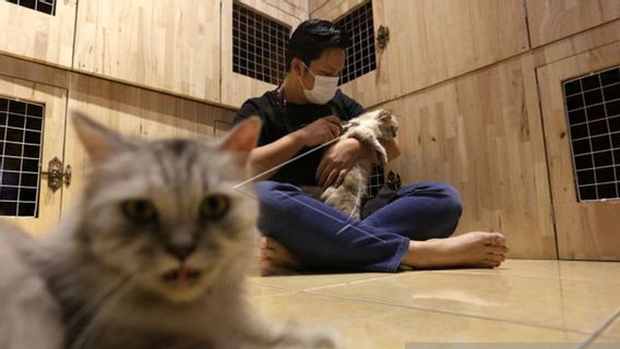 Ahead Of Eid Holidays, Cat Care Services In Banda Aceh Are Flooded With Customers