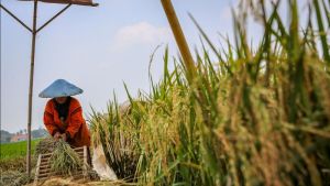 FAO Sebut Harga Pangan Global Turun 2,1 Persen di Agustus