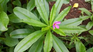 7 Manfaat Ginseng Jawa untuk Kesehatan, dari Daya Tahan Tubuh hingga Kesehatan Jantung