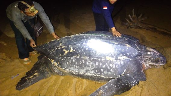 Rare! La Plus Grande Tortue Du Monde Apparaît Sur La Plage De Paloh Pour Pondre Des œufs