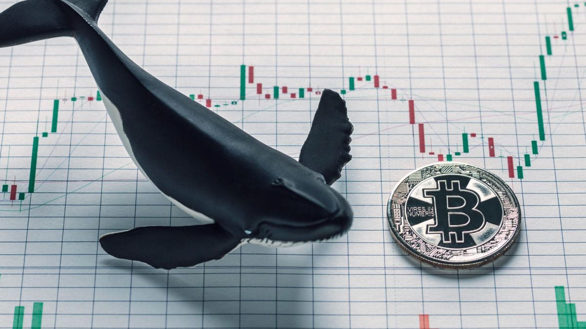 緩和されていない、この暗号クジラは6,500ビットコインを転送します