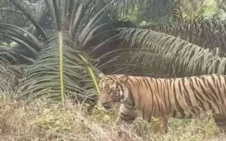 BKSDA Riau Tindaklanjut Laporan Warga Diserang Harimau di Siak