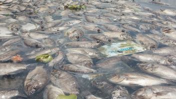 Semakin Banyak, Ikan mati di Danau Maninjau Jadi 1.455 Ton