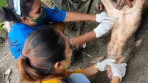 Afrique de peste porcine prévoit la livraison de porc en Papouasie en colline suspendue