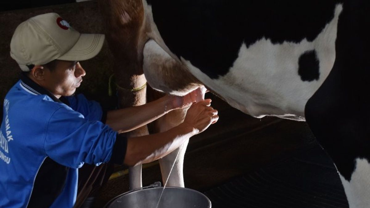 Productivity Of The Dairy Cattle Industry In The Country Is Still Low, The Ministry Of Industry Reveals The Reason