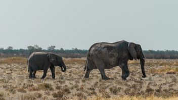 Tragique : Un touriste tué par un éléphant illégal au parc national de Kruger