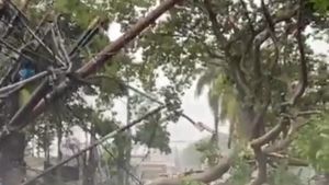 Pohon Roboh di Jombang Tangsel Timpa Warung dan Lukai Warga