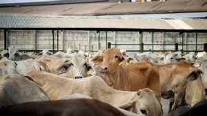 生きた牛の焦点、政府は冷凍肉の輸入を減らす