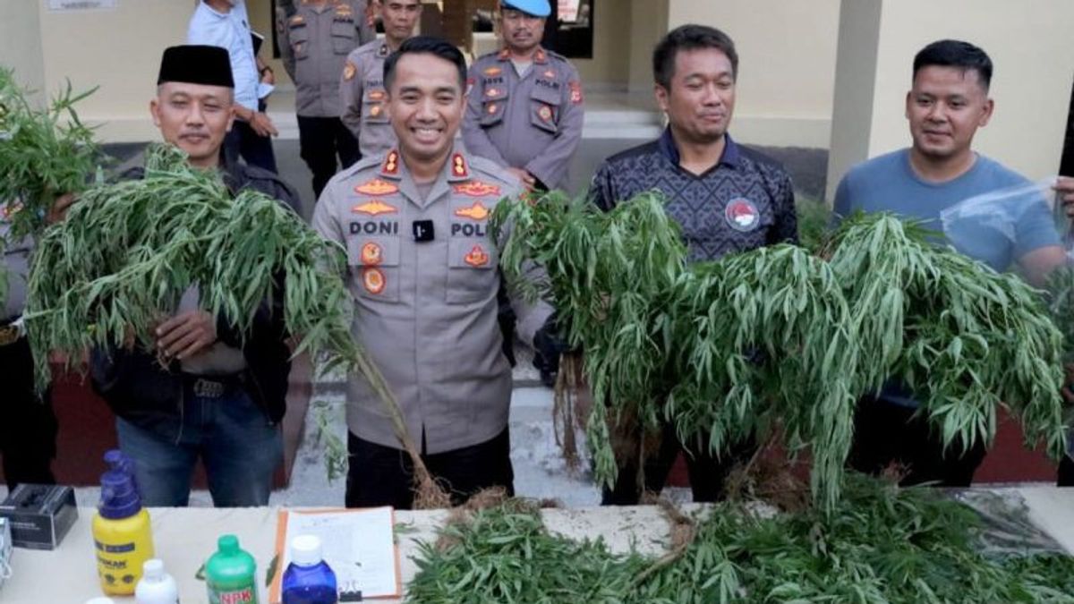 Pemilik Ladang Ganja 10 Hektare di Gunung Karuhun Cianjur Sudah Diketahui Polisi, Siap-siap Pasti Ditangkap!