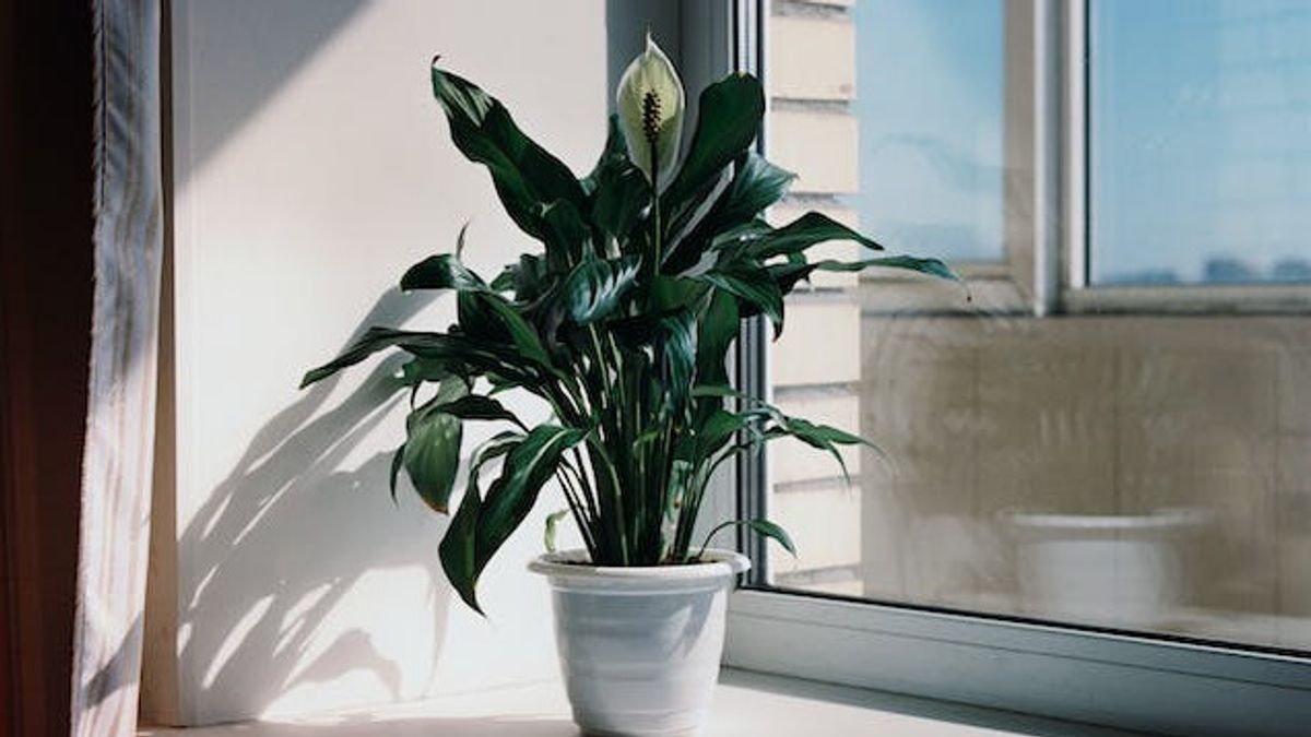 8 Benefits Of Peace Flower Lily According To Research, One Of Them Can Help Eliminate Spora Muncule In The Room