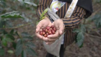 The Gayo Coffee Export Couple Government, Called Black Gold That Brings Foreign Exchange