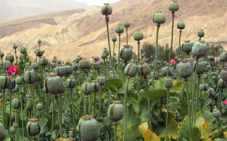 Kudeta Militer Sebabkan Warga Bertani Opium, Myanmar Kini Jadi Pemasok Terbesar di Dunia Gantikan Afghanistan