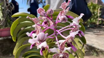 BRIN: 95 Percent Of Indonesian Orchids Haven't Received IUCN Conservation Status