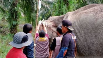 Traités Après Avoir Trouvé Mince Et Sans Appétit, Les éléphants Sauvages à Riau Enfin En Bonne Santé Retour Au Groupe