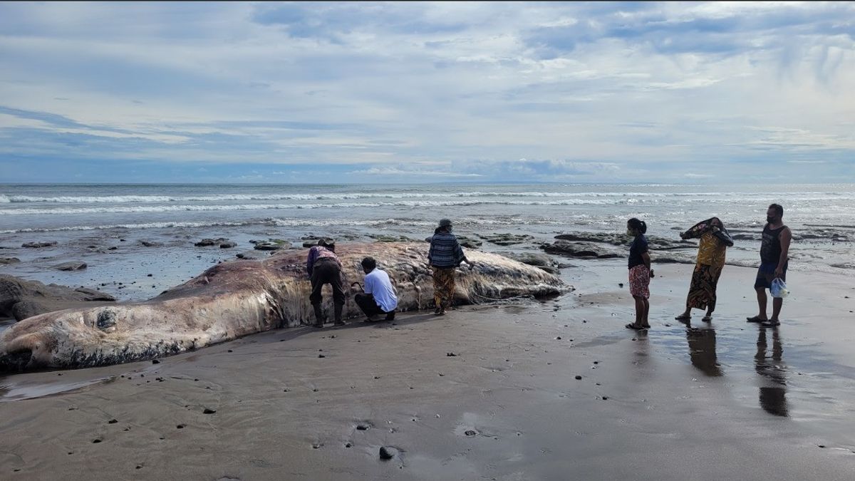 座礁したクジラを見つける、これは専門家による応急処置の方法です