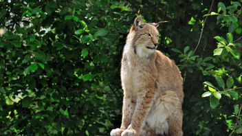 Kabar Baik, Populasi Lynx Iberia Kini Tembus 1.000 Ekor