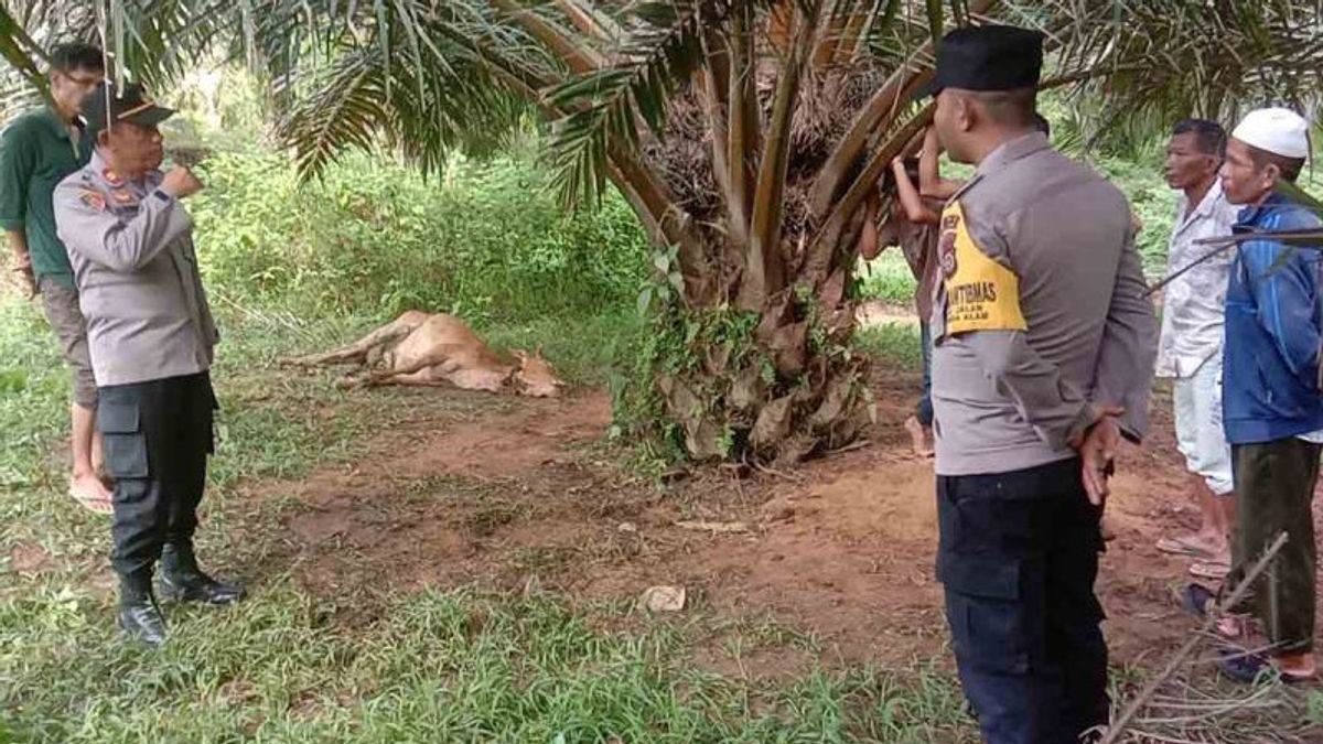 Tiger Recorded By Female Cows In East Aceh, BKSDA Deploys Team