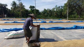 Bulog Asked To Optimally Absorb Grain From Farmers