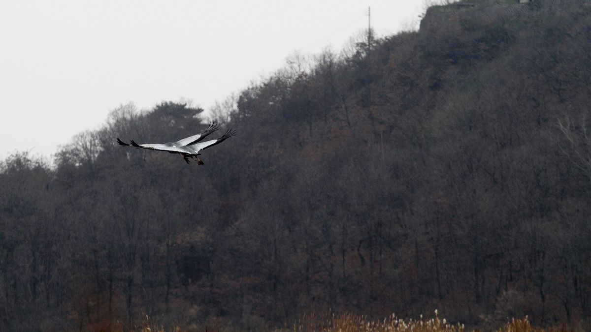 Armed And Strictly Guarded, Korea's Demilitarized Zone Becomes A Heaven For Wildlife