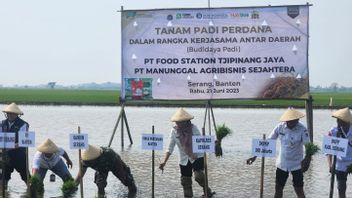 Collaborating With PT Manunggal Agribusiness, Food Station Holds First Rice Plant In Serang