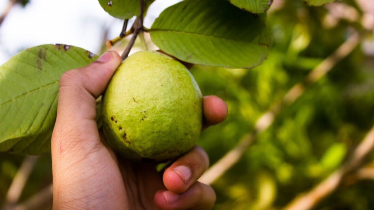 7 Khasiat Daun Jambu Biji yang Baik untuk Kesehatan Tubuh