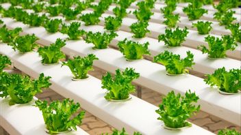 Hydroponic Plants That Harvest Fast And The Time Needed
