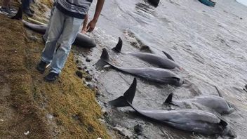 油が溜まったイルカを救うためのモーリシャスの肩の漁師