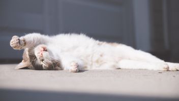 Penyuka Anabul Perlu Tahu, Ini 5 Alasan Kenapa Kucing Suka Berjemur