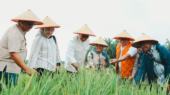 Coordinating Ministry For Food Optimizes Dry Grain Production In Palm Oil Rejuvenation Areas